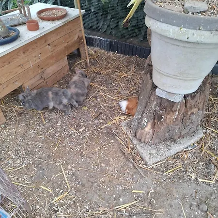Chez Magali Et Herve * Pommiers-en-Forez